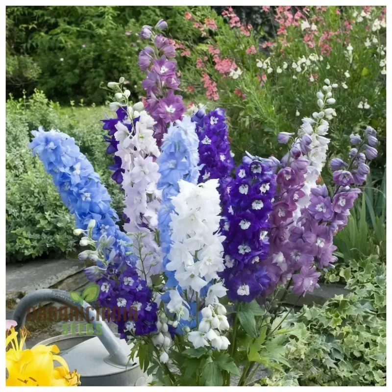 Perennial Delphinium 'Crown Pacific Mix' Seeds - Spectacular and Colorful Blooms for Elegant Garden Borders