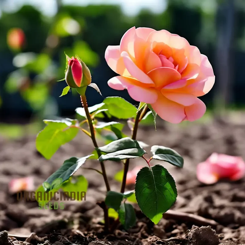 Peach Climbing Rose Flower Seeds - Graceful Vines for Romantic Garden Trellises