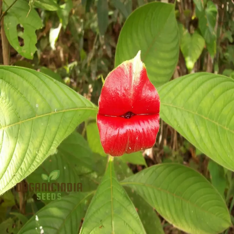 Rare Red Lips Seeds – Exotic Hot Lips Variety for Garden Planting