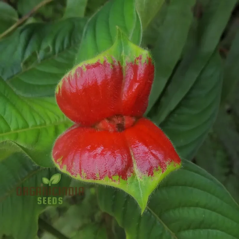 Rare Red Lips Seeds – Exotic Hot Lips Variety for Garden Planting