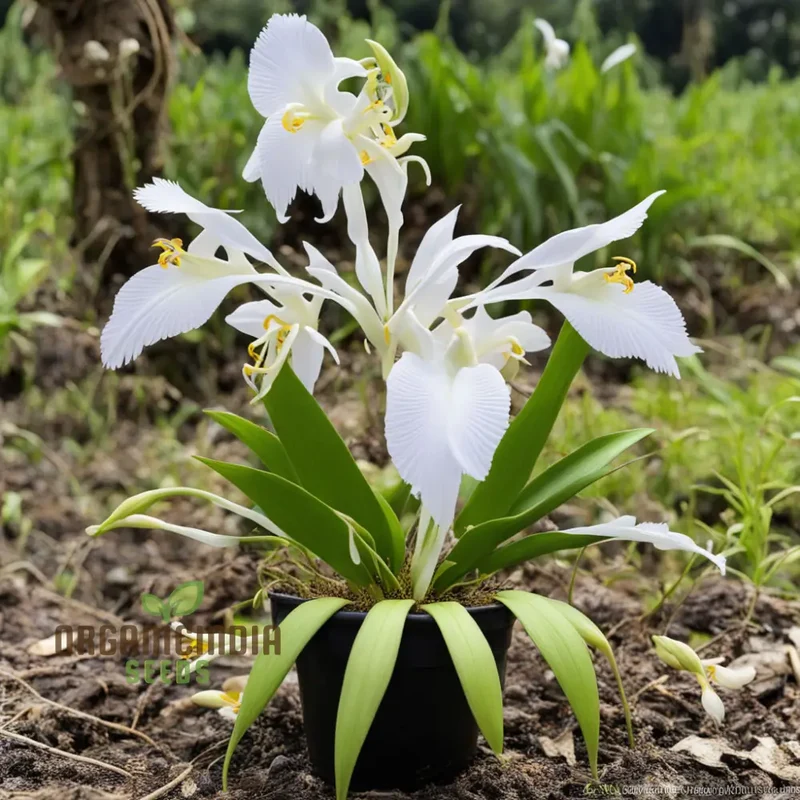 White Egret Orchid Seeds – Habenaria Radiata for Elegant Garden Blooms