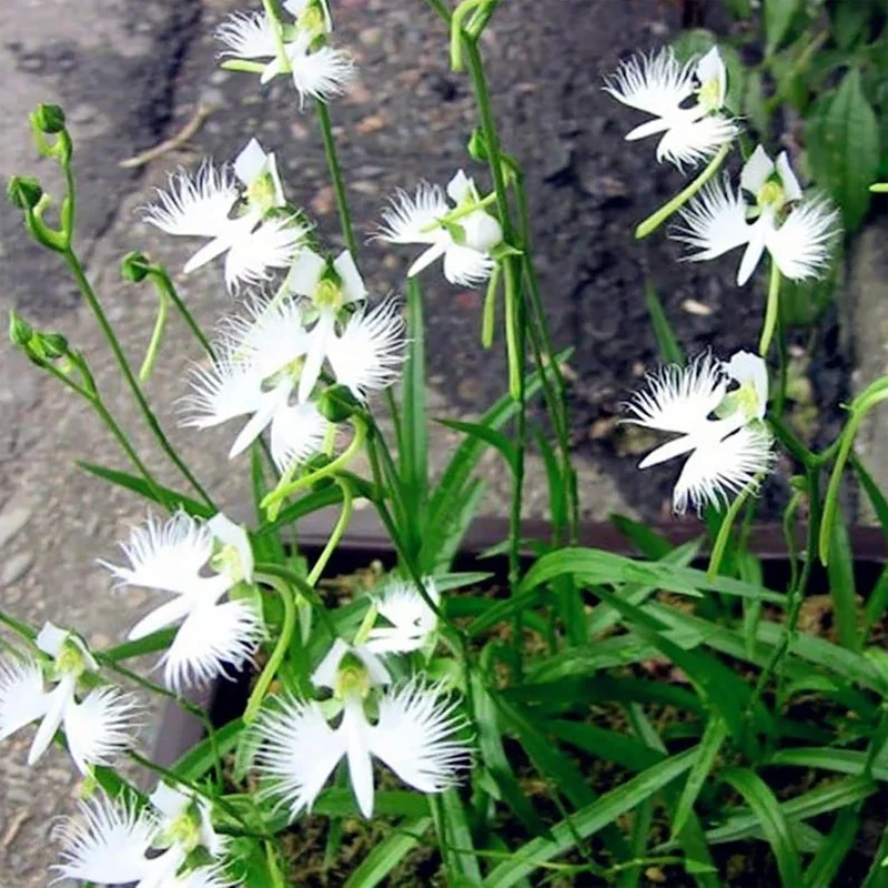 White Egret Orchid Seeds – Habenaria Radiata for Elegant Garden Blooms