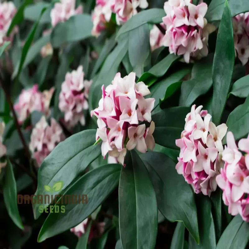 Unique Daphne Flower Seeds, Fragrant Perennial Shrub Seeds for Garden Planting