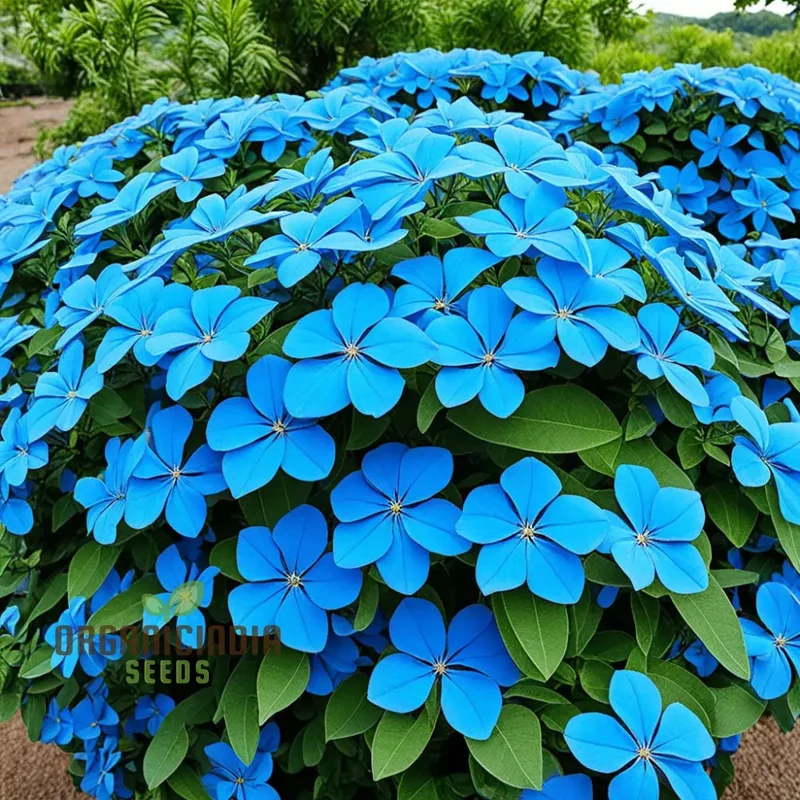 Blue Cape Plumbago Flower Seeds - Perennial Leadwort Leadplant Plumbago Seeds, Enhance Your Garden with Stunning Blue Blooms