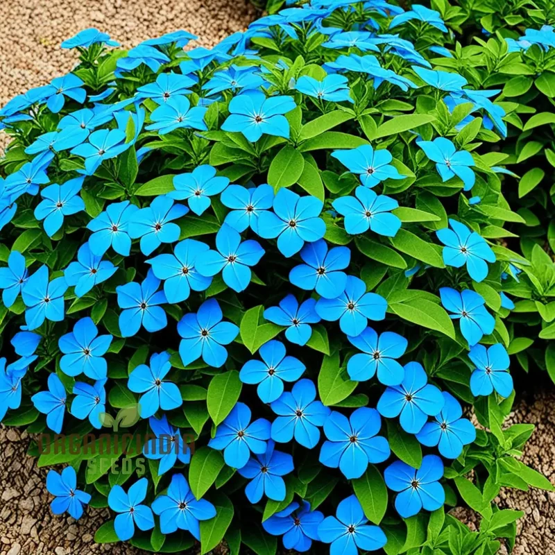 Blue Cape Plumbago Flower Seeds - Perennial Leadwort Leadplant Plumbago Seeds, Enhance Your Garden with Stunning Blue Blooms