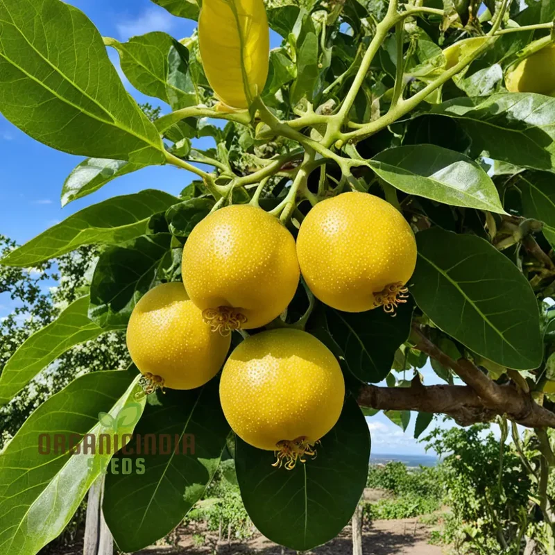 Passion Fruit, Yellow Flavicarpa Variety Garden Plant(1 Healthy Live Plant) Fruit Seeds