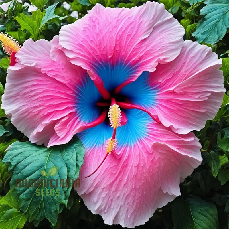 Blue Pink Hibiscus Flower Seeds - Rare Color, Hardy - Perennial Giant Flower Tropical Flower Seeds