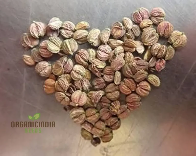 Centella Asiatica Seeds - Cultivate Your Own Medicinal and Nutritious Herb Garden