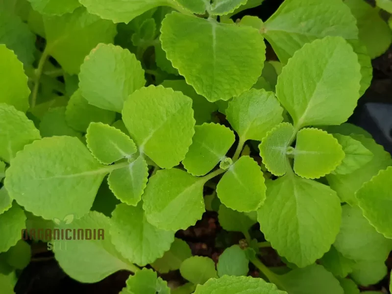 Pink Tin Cuban Oregano Seeds, AKA (Broad Leaf Thyme) Spanish Thyme, Mexican Mint (100pcs)
