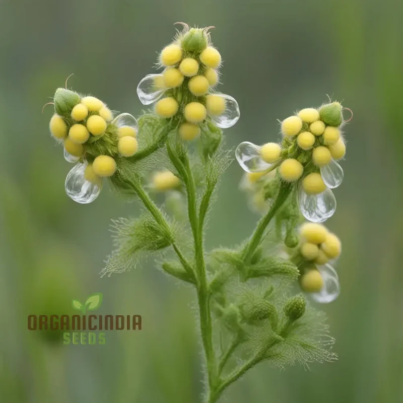 Yellow Rattle Seeds, Rhinanthus Minor Native Flower Spring Flower Seeds