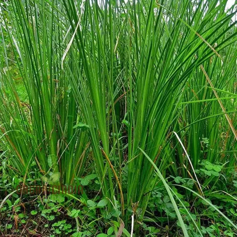 Vetiver Grass Seeds, Fresh, Generic