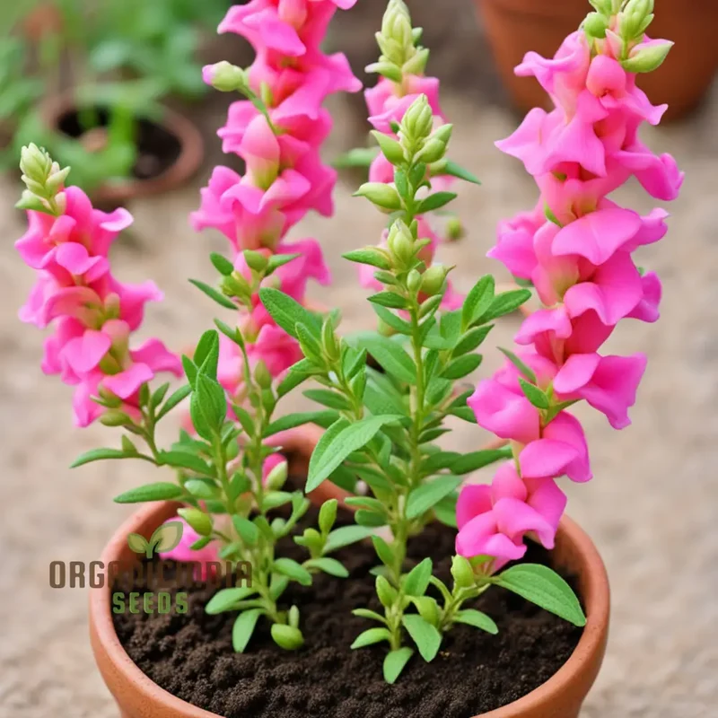 Pink Snapdragon Seeds, Pink Antirrhinum Seeds, Pink Dragon Flower Seeds