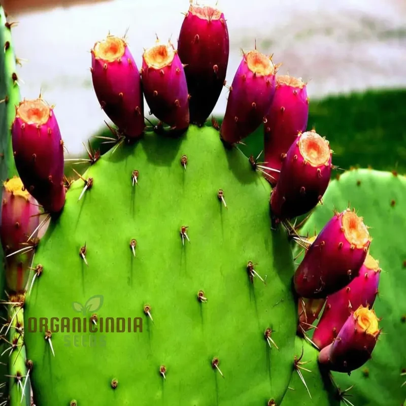 Green Prickly Pear Seeds for Planting, Cultivate Your Garden with Opuntia Fruit Seeds