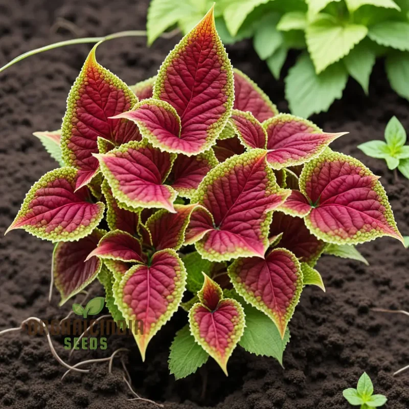 Vibrant Coleus & Jazz Velvet Flower Seeds, Elevate Your Garden Today