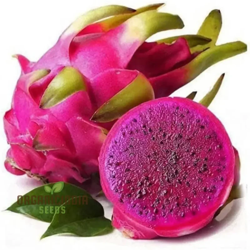 Purple Pitaya Fruit Seeds for Planting, Cultivate Exotic Dragon Fruit in Your Garden