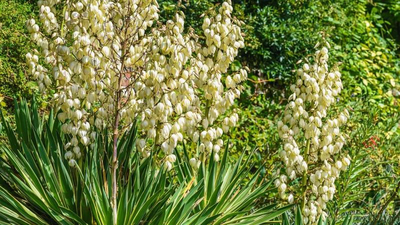 White Yucca Filamentosa Seeds – Drought-Tolerant Garden Variety for Elegant Landscapes