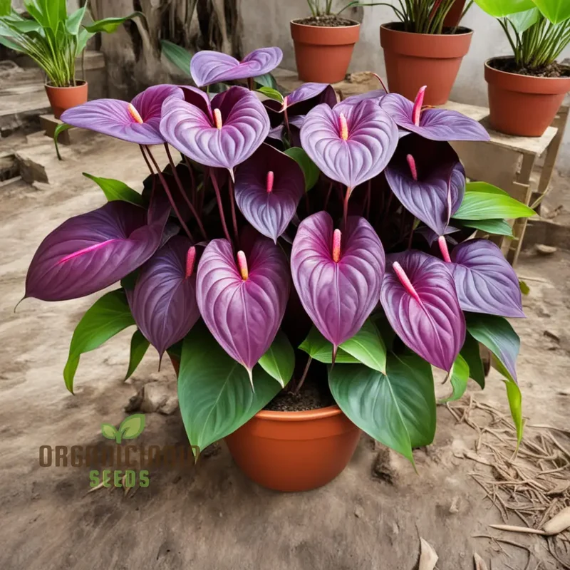 Purple Anthurium Flower Seeds - Exotic Blooms for Lush, Tropical Gardens