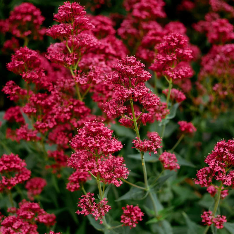 Red Jupiter’s Beard Seeds – Centranthus Ruber Variety for Vibrant Garden Blooms
