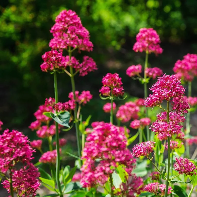 Red Jupiter’s Beard Seeds – Centranthus Ruber Variety for Vibrant Garden Blooms