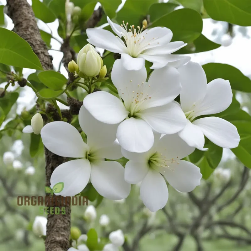White Radiata Flower Seeds - Elegant Blooms for Serene Garden Beauty