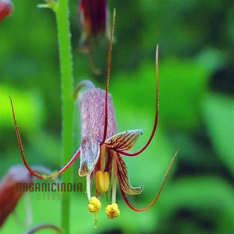 Mothers Menziesii Flower Seeds - Delicate Blooms for Nostalgic Garden Reveries