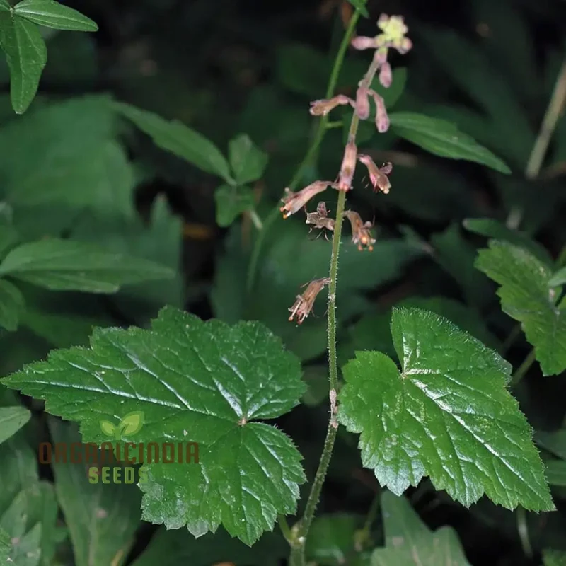 Mothers Menziesii Flower Seeds - Delicate Blooms for Nostalgic Garden Reveries