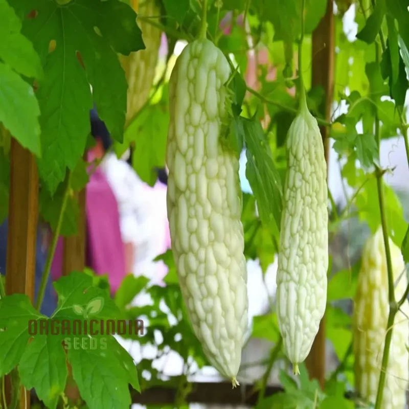 White Bitter Gourd Vegetable Seeds for Planting High Yield Bitter Melon Seeds
