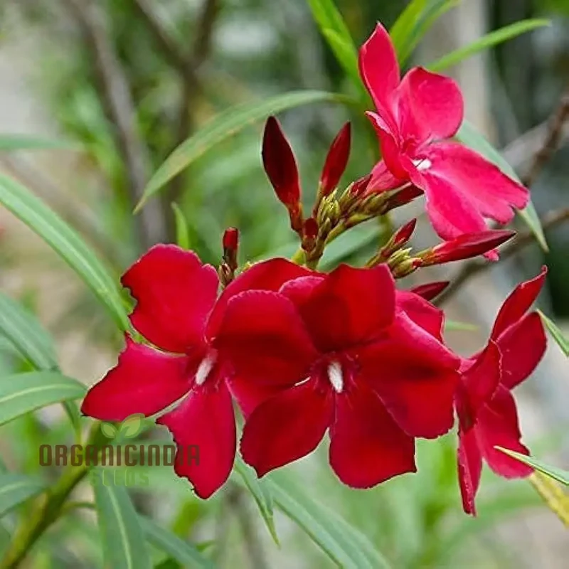 Red Oleander Flower Seeds for Planting Elevate Your Gardening Experience with Bold, Striking Blooms