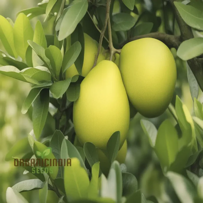 Pomelo fruit Tree Seeds, Grow Your Own Exotic Citrus, Easy-to-Grow Varieties for a Lush Fruitful Garden