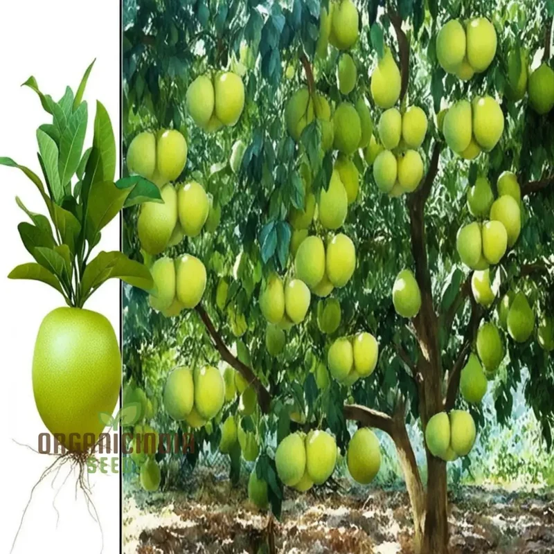 Pomelo fruit Tree Seeds, Grow Your Own Exotic Citrus, Easy-to-Grow Varieties for a Lush Fruitful Garden