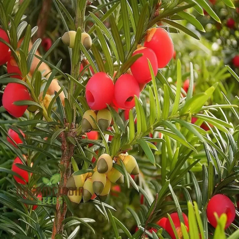 Taxus Baccata Tree Seeds for Planting - Premium Quality Yew Tree Seeds
