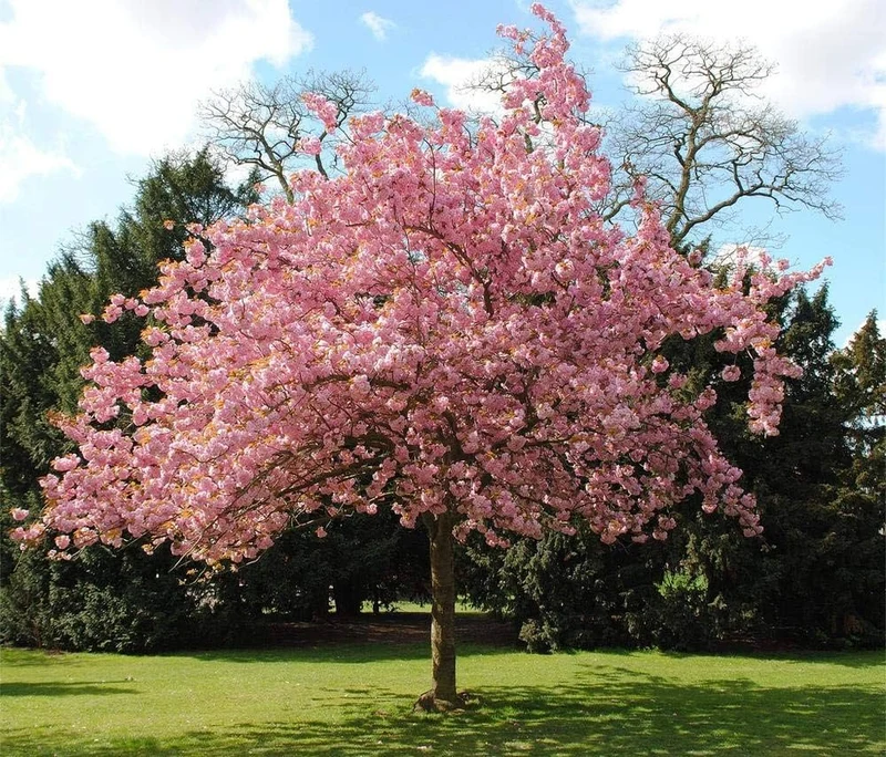 Japanese Sakura Flower Tree Bonsai Seeds - Cultivate Exquisite Blooms in Your Garden, Premium Flower Seeds for Planting and Gardening