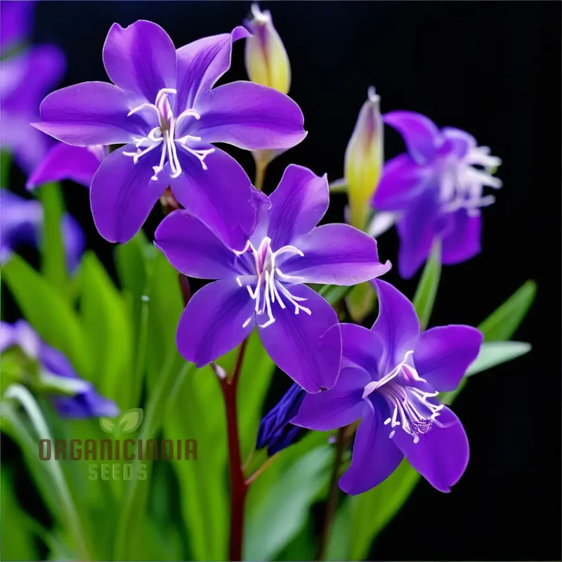 Tradescantia Spiderwort Seeds – Colorful Three-Petal Blooms for Borders, Wildlife Gardens, Containers & Easy Perennial Landscaping