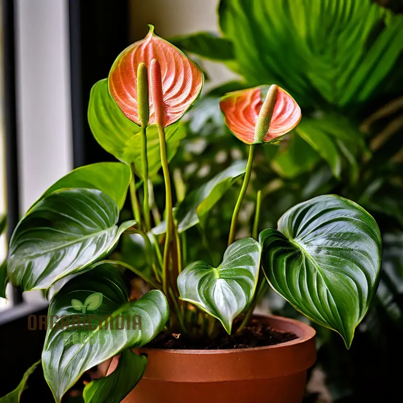 Anthurium Andreanna Flower Seeds, Mixed Fresh Varieties for Planting and Gardening - Cultivate Stunning Anthurium Blooms in Your Garden