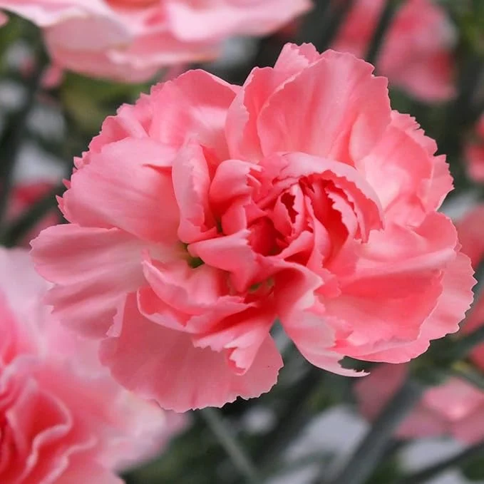 Carnation Pink Flower Seeds Classic Blooms for Timeless Garden Elegance, Premium Flower Seeds for Planting and Gardening Delight