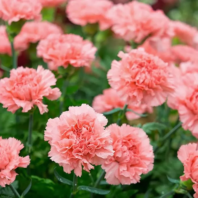 Carnation Pink Flower Seeds Classic Blooms for Timeless Garden Elegance, Premium Flower Seeds for Planting and Gardening Delight