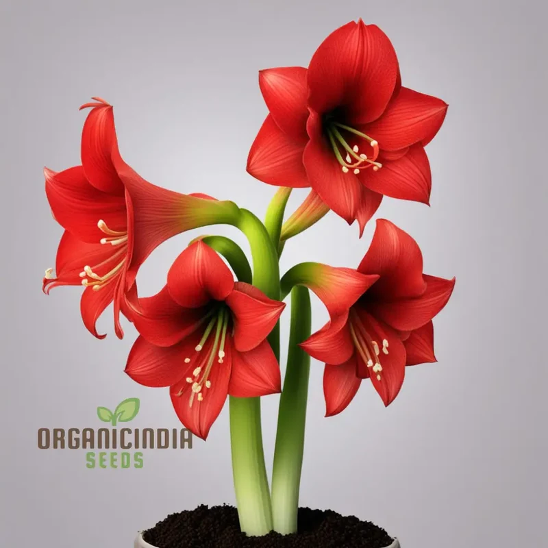 Amaryllis Flower Seeds Majestic Blooms for Vibrant Garden Displays - Premium Flower Seeds for Planting and Gardening Excellence