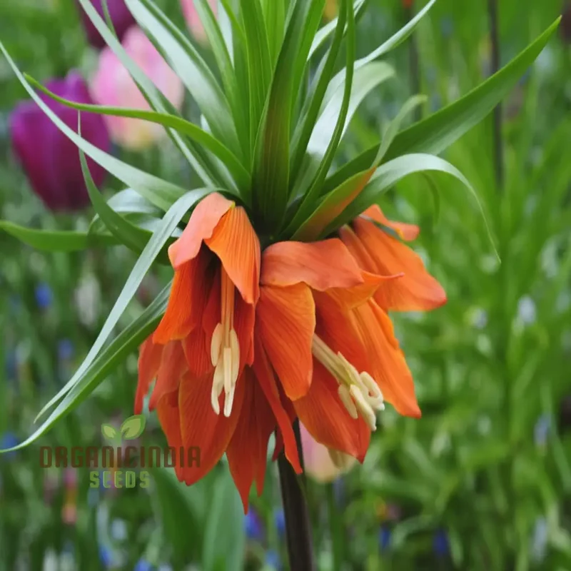 Crown Imperial Fritillaria Seeds – Regal Garden Blooms for Distinctive Displays