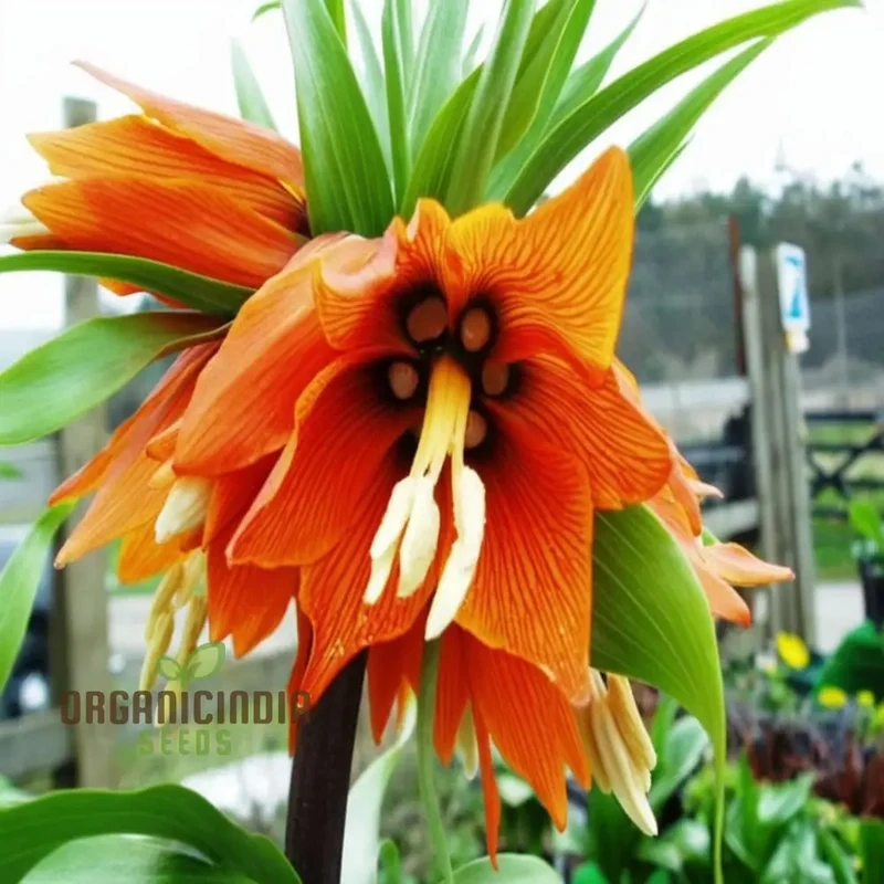 Crown Imperial Fritillaria Seeds – Regal Garden Blooms for Distinctive Displays
