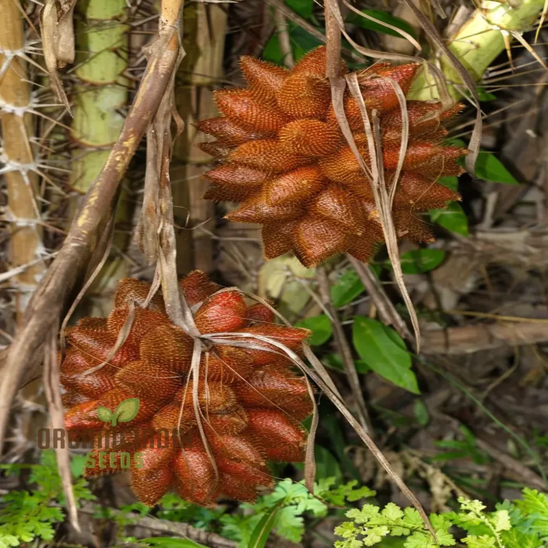 Salak Seed Snakeskin Fruit Seeds for Planting, Grow Your Own Exotic Salak Fruit Trees