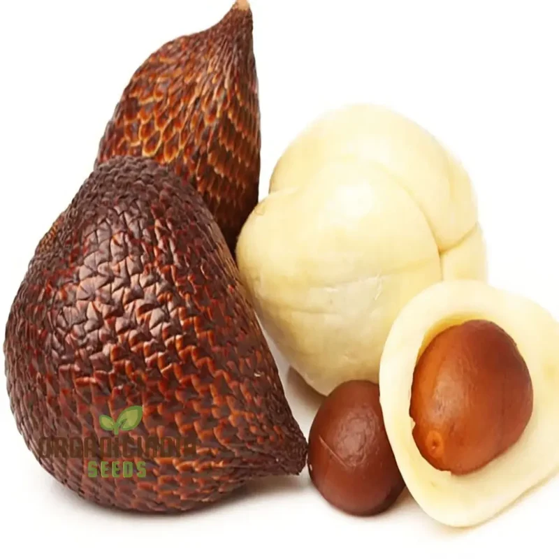 Salak Seed Snakeskin Fruit Seeds for Planting, Grow Your Own Exotic Salak Fruit Trees