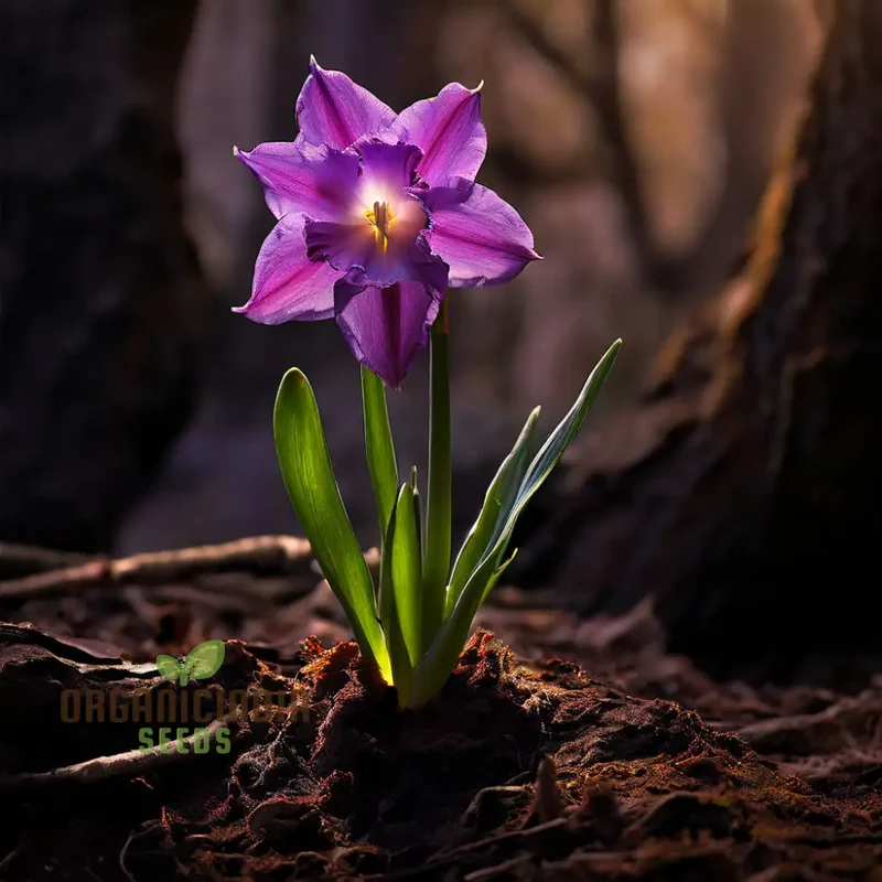 Purple Daffodil Seeds, Premium Narcissus Daffodil Bulbs for Planting and Gardening - Cultivate Exquisite Blooms in Your Garden