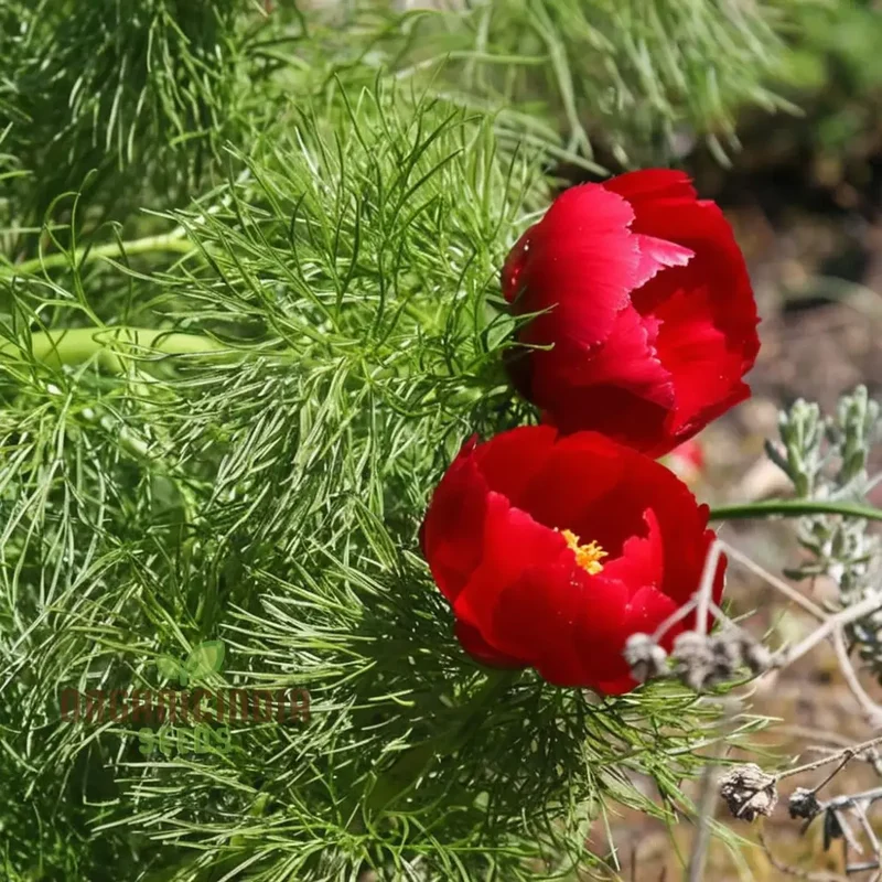 Fern Leaf Peony Flower Seeds - Exquisite Blooms for Enchanting Garden Retreats
