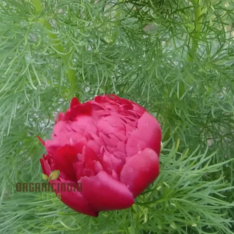 Fern Leaf Peony Flower Seeds - Exquisite Blooms for Enchanting Garden Retreats