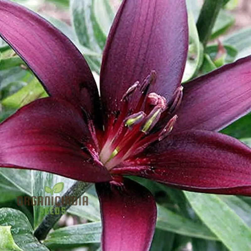 Secret Garden Treasures Lily Bulbs for a Symphony of Colors(Pack of 3 for planting)