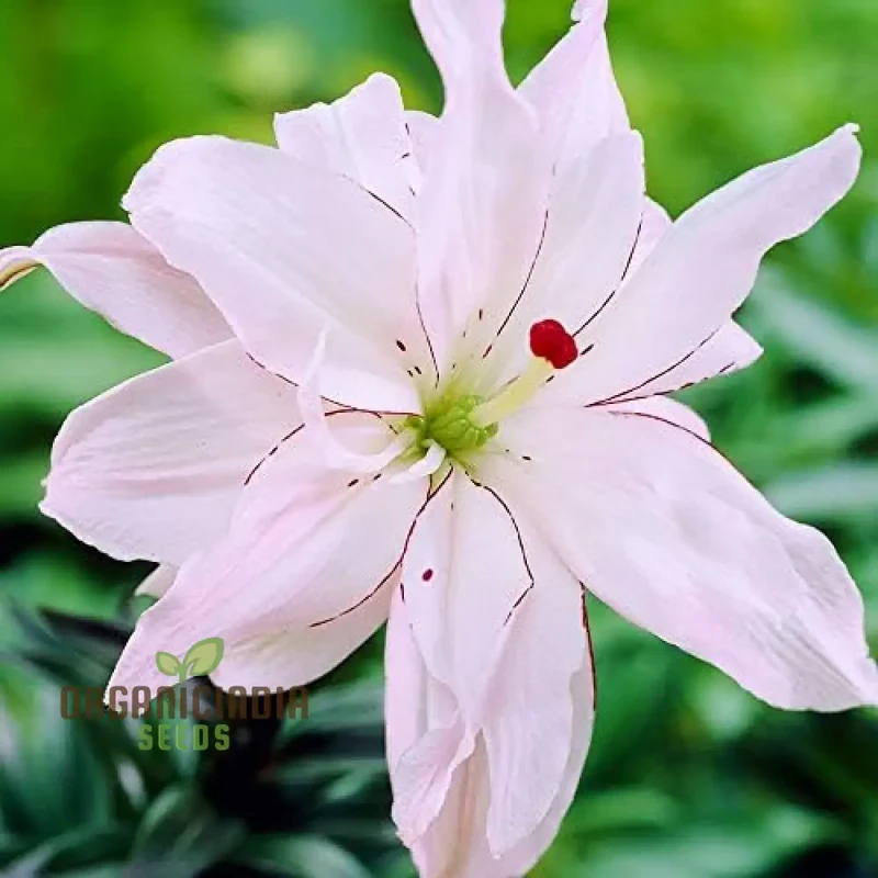 Secret Garden Treasures Lily Bulbs for a Symphony of Colors(Pack of 3 for planting)