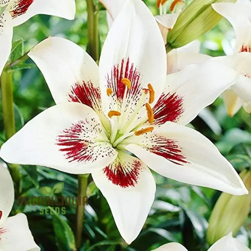Secret Garden Treasures Lily Bulbs for a Symphony of Colors(Pack of 3 for planting)