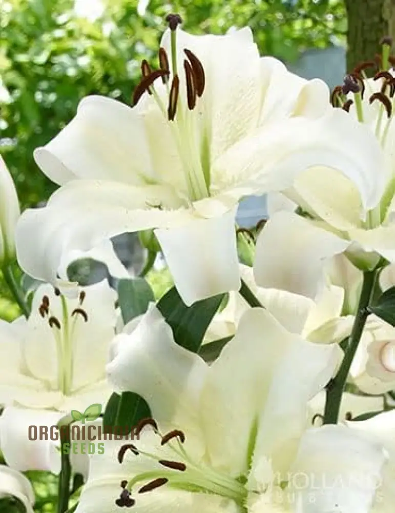 Secret Garden Treasures Lily Bulbs for a Symphony of Colors(Pack of 3 for planting)
