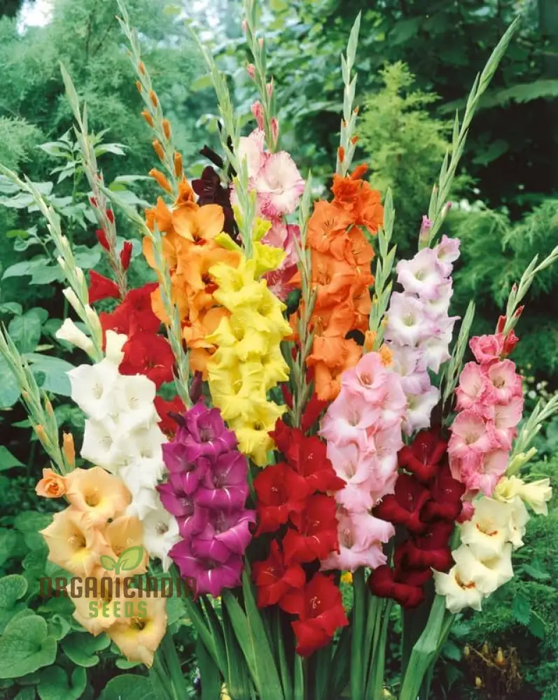 Blooming Beauty Gladiolus Flower Bulbs for Gardening and Planting (3 Bulbs For Planting)