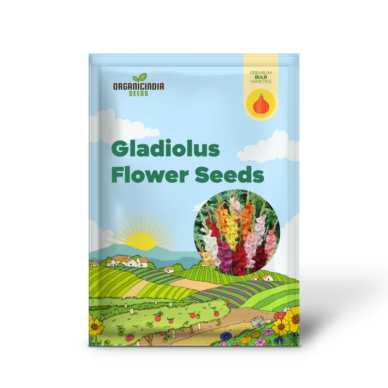Blooming Beauty Gladiolus Flower Bulbs for Gardening and Planting (3 Bulbs For Planting)
